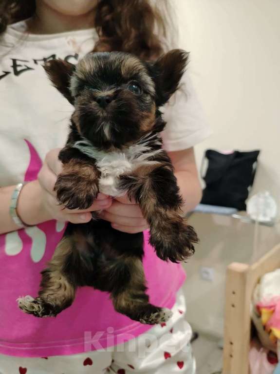 Собаки в Иркутске: Продам щенков йоркширского терьера Девочка, 18 000 руб. - фото 2