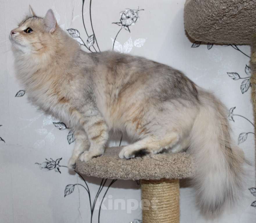 Кошки в Тюмени: Сибирский котёнок Мальчик, 50 000 руб. - фото 4