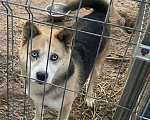 Собаки в Москве: Коржик-хаски-Овчаренок 3в1 Мальчик, Бесплатно - фото 3
