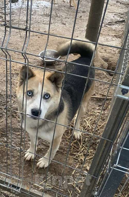 Собаки в Москве: Коржик-хаски-Овчаренок 3в1 Мальчик, Бесплатно - фото 3