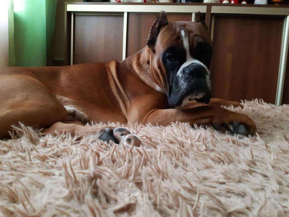 Собаки в Энгельс: Немецкий боксёр, вязка., 5 000 руб. - фото 1
