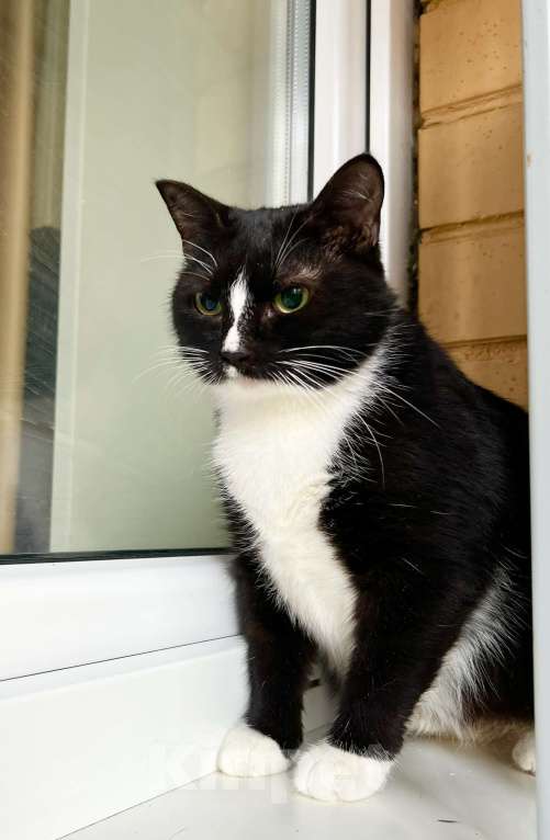 Кошки в Москве: Наоми кошка, излучающая доброту в добрые руки Девочка, Бесплатно - фото 4