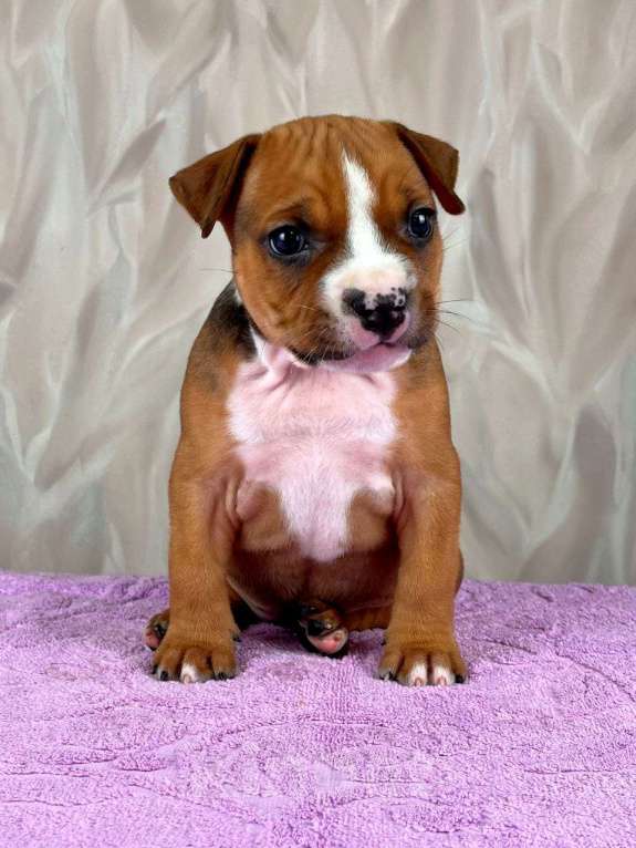 Собаки в Москве: Очаровательная малышка амстаффа  Девочка, 35 000 руб. - фото 6