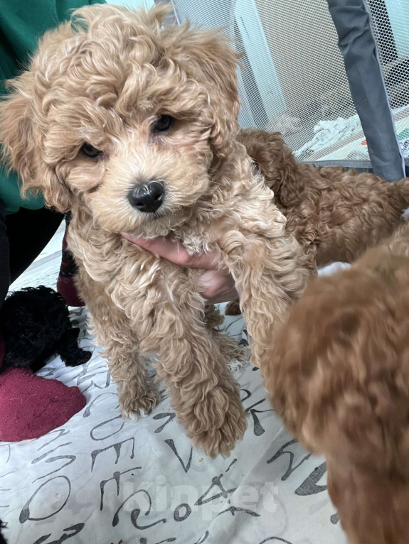 Собаки в Москве: Предлагаются к бронированию чудесные мальтипушкиЕсть мальчики и девочки. Пишите звоните 🤍❤️ Девочка, 180 000 руб. - фото 1