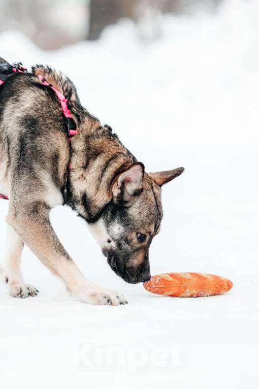 Собаки в Москве: Маленькая Тая из приюта Девочка, Бесплатно - фото 9
