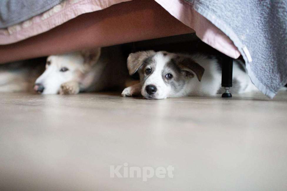 Собаки в Москве: Барон, щенок, 2.5 месяца Мальчик, 1 руб. - фото 4