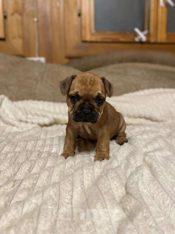 Собаки в Санкт-Петербурге: Красотка француженка  Девочка, 40 000 руб. - фото 4