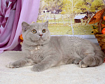 Кошки в Мурином:  Британская кошечка. Окрас лилово-черепаховый Девочка, 30 000 руб. - фото 5