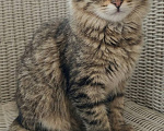 Кошки в Красногорске: Котенок Мелисса в добрые руки Девочка, Бесплатно - фото 4