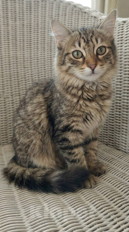 Кошки в Красногорске: Котенок Мелисса в добрые руки Девочка, Бесплатно - фото 4