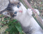 Кошки в Реутове: Котёнок в добрые руки Мальчик, Бесплатно - фото 1