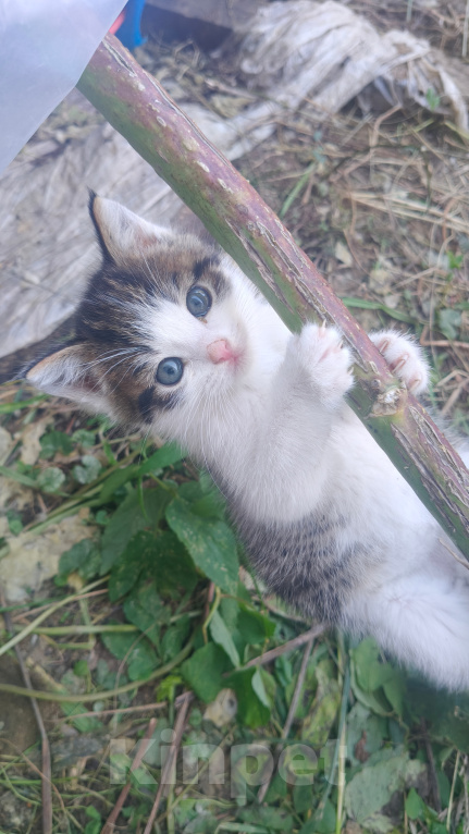 Кошки в Реутове: Котёнок в добрые руки Мальчик, Бесплатно - фото 1