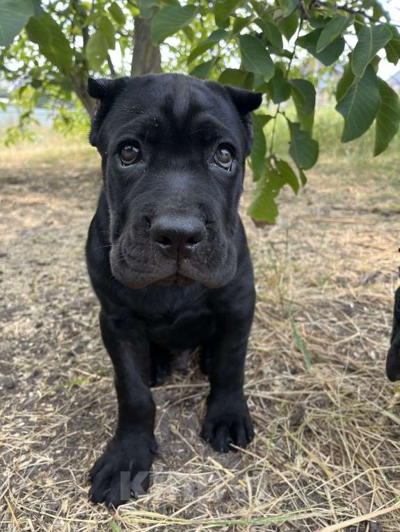 Собаки в Москве: Балу мощный щенок кане-корсо. Мальчик, 120 000 руб. - фото 4