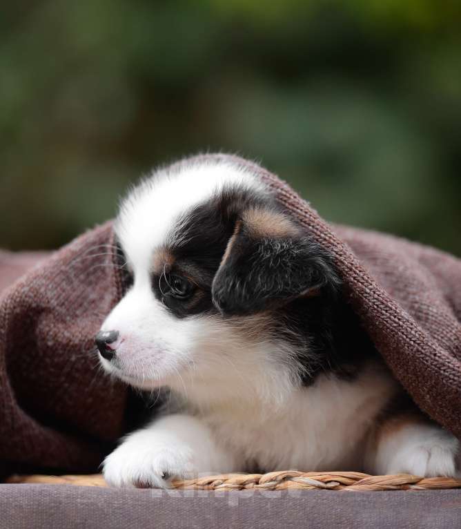 Собаки в Армавире: мальчик вельш корги пемброк Мальчик, 100 000 руб. - фото 4