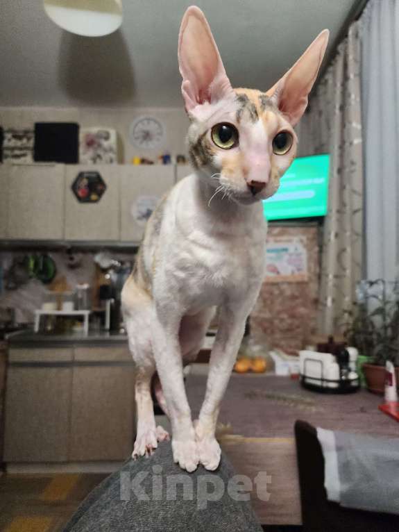 Кошки в Москве: Отдам породистую кошку в добрые заботливые руки Девочка, Бесплатно - фото 5