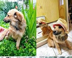 Собаки в Краснодаре: Рыжик Мальчик, 1 руб. - фото 2