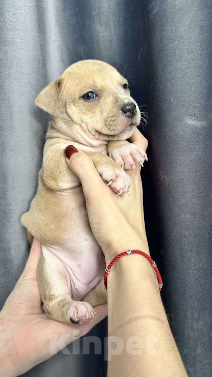 Собаки в Краснодаре: Щенки амстаффа Мальчик, 20 000 руб. - фото 9
