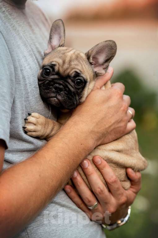 Собаки в Москве: Щенки французского бульдога Мальчик, 50 000 руб. - фото 4