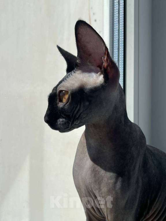 Кошки в Курске: Продаю кошечку сфинкса. Очень ласковая,дружелюбная,приучена к лотку,к еде,игривая.  Девочка, 10 000 руб. - фото 2