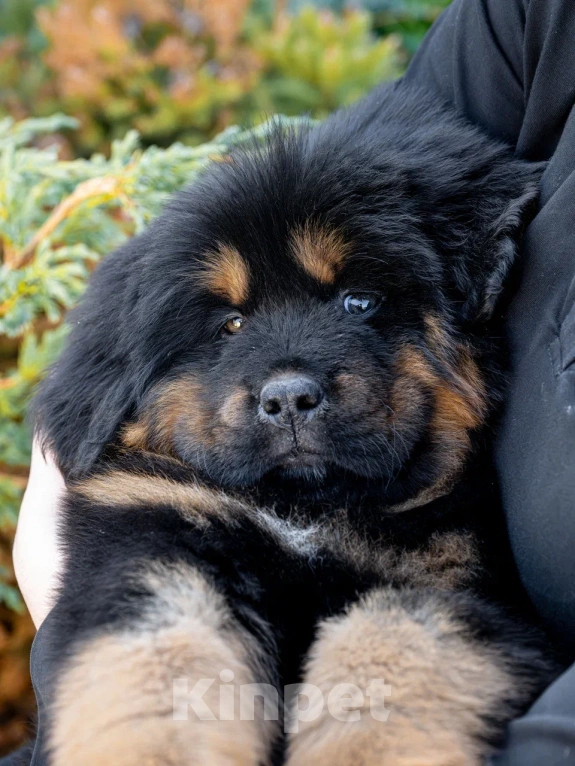 Собаки в Москве: Щенки тибетского мастифа  Мальчик, 80 000 руб. - фото 2