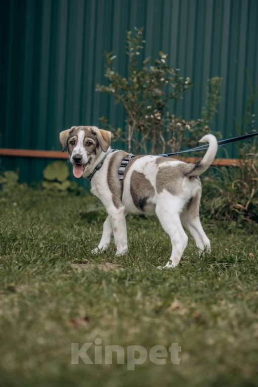 Собаки в Москве: Щенок в добрые руки бесплатно. Собака ищет дом Девочка, Бесплатно - фото 3