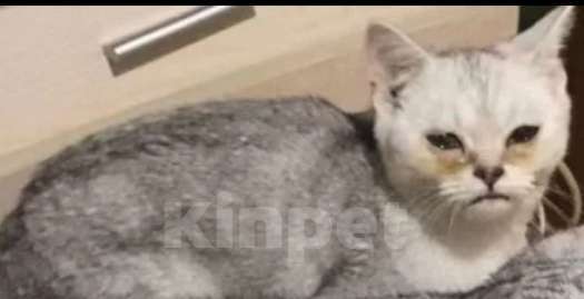 Кошки в Москве: Девочка Девочка, Бесплатно - фото 1