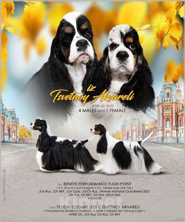 Собаки в Тамбове: щенки Американского кокер спаниеля, мальчики Мальчик, 40 000 руб. - фото 9