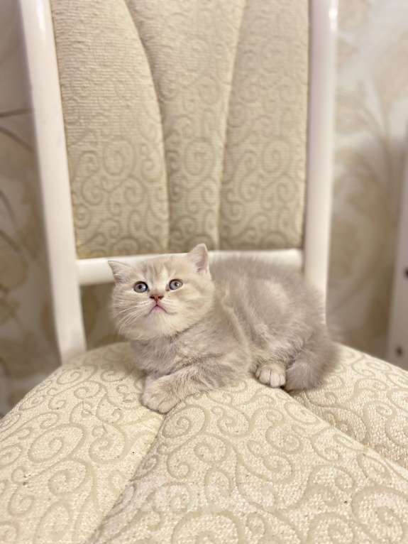 Кошки в Белгороде: Шотландская девочка Девочка, 10 000 руб. - фото 4