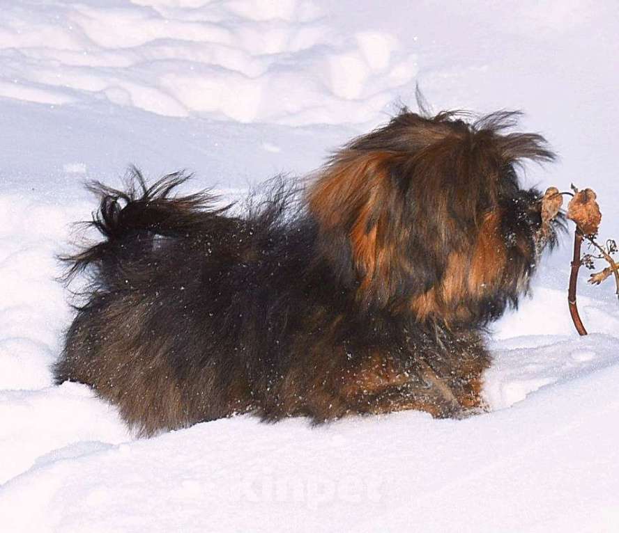 Собаки в Москве: Мальтипу мальчик редкого окраса Мальчик, 50 000 руб. - фото 1