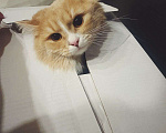 Кошки в Мытищах: Кот Томас Мальчик, 100 руб. - фото 2