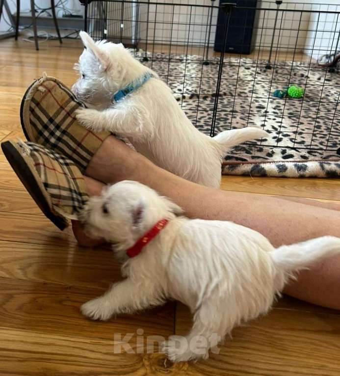 Собаки в Москве: Вест хайленд уайт терьер, щенок Мальчик, Бесплатно - фото 5