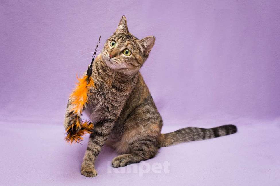 Кошки в Москве: Разноцветная полосатая Линда. Кошка в добрые руки. Девочка, Бесплатно - фото 6