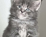 Кошки в Санкт-Петербурге: Мейн Кун Котята Мальчик, 45 000 руб. - фото 1