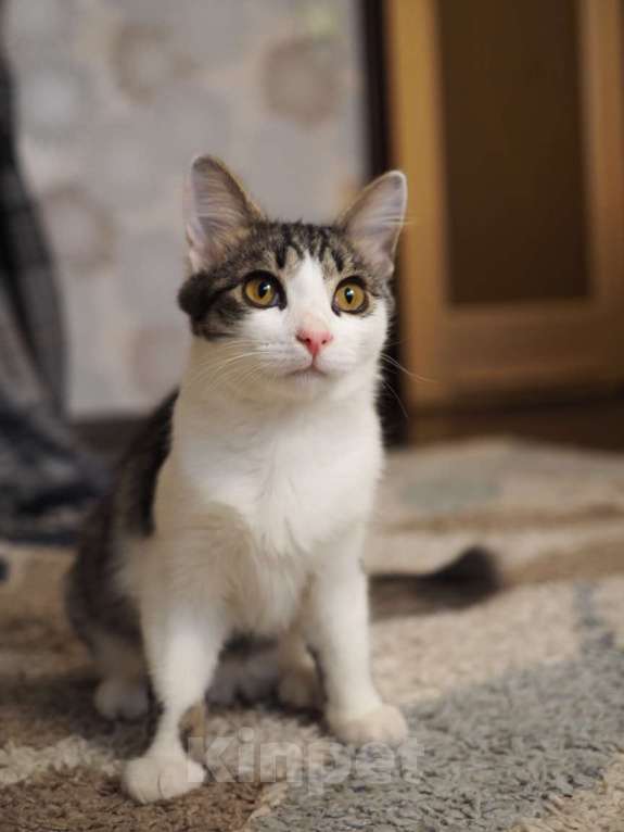 Кошки в Москве: Луис — котёнок-компаньон ищет дом Мальчик, 1 руб. - фото 8