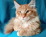 Кошки в Краснодаре: Котёнок мейн-кун Мальчик, 60 000 руб. - фото 3