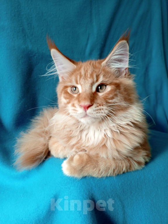 Кошки в Краснодаре: Котёнок мейн-кун Мальчик, 60 000 руб. - фото 3
