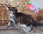 Кошки в Лянторе: Котенок мейнкун, 30 000 руб. - фото 2