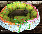 Кошки в Лянторе: Котята, 6 000 руб. - фото 2