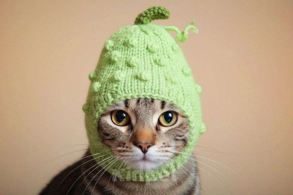 Кошки в Москве: котенок Корнишон ищет дом Мальчик, Бесплатно - фото 3