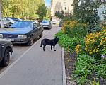 Собаки в Нижнем Новгороде: Черный пёс. Мальчик, Бесплатно - фото 4