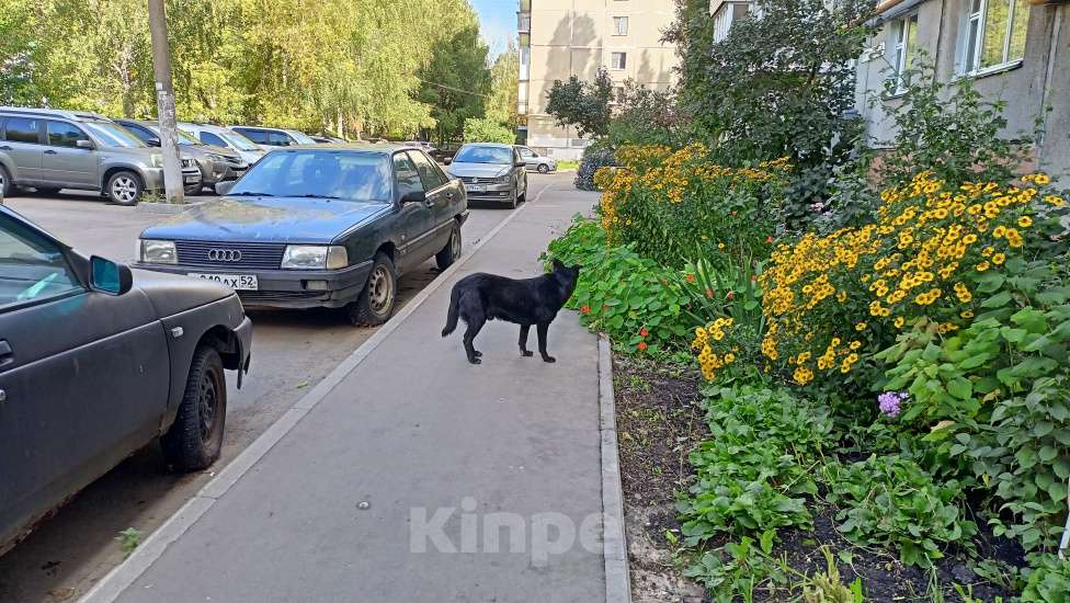 Собаки в Нижнем Новгороде: Черный пёс. Мальчик, Бесплатно - фото 4
