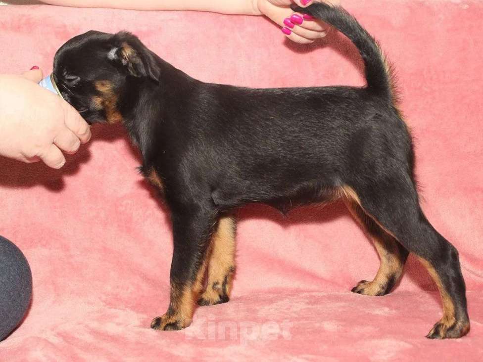 Собаки в Санкт-Петербурге: Маленькая принцесса Девочка, 80 000 руб. - фото 3