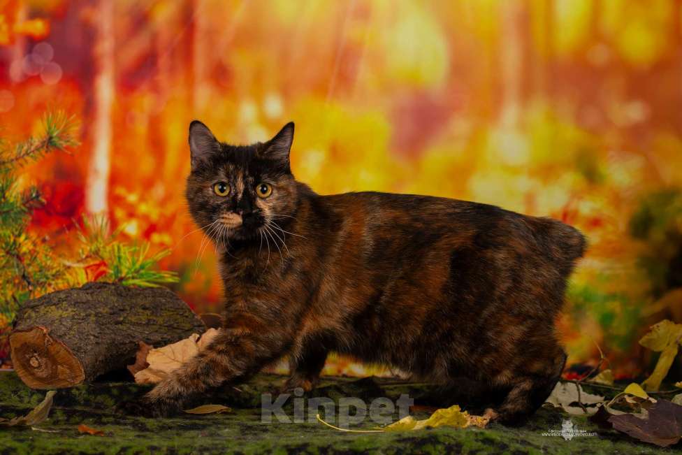 Кошки в Санкт-Петербурге: Котята курильского бобтейла  Девочка, 15 000 руб. - фото 3