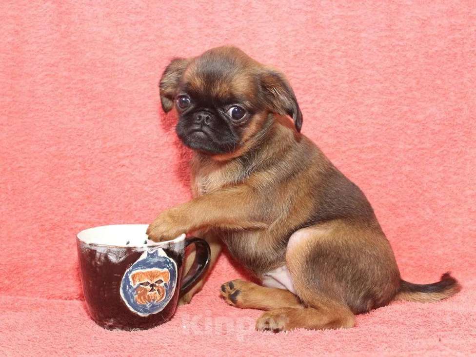 Собаки в Санкт-Петербурге: Улыбка Девочка, 80 000 руб. - фото 6