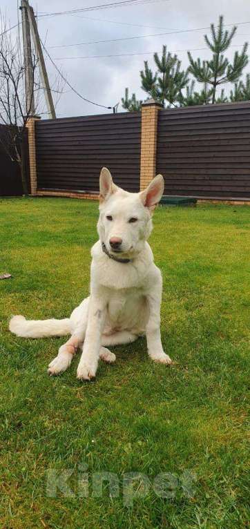 Собаки в других городах Московской области: Якутята из ппбж Друг  Мальчик, Бесплатно - фото 7