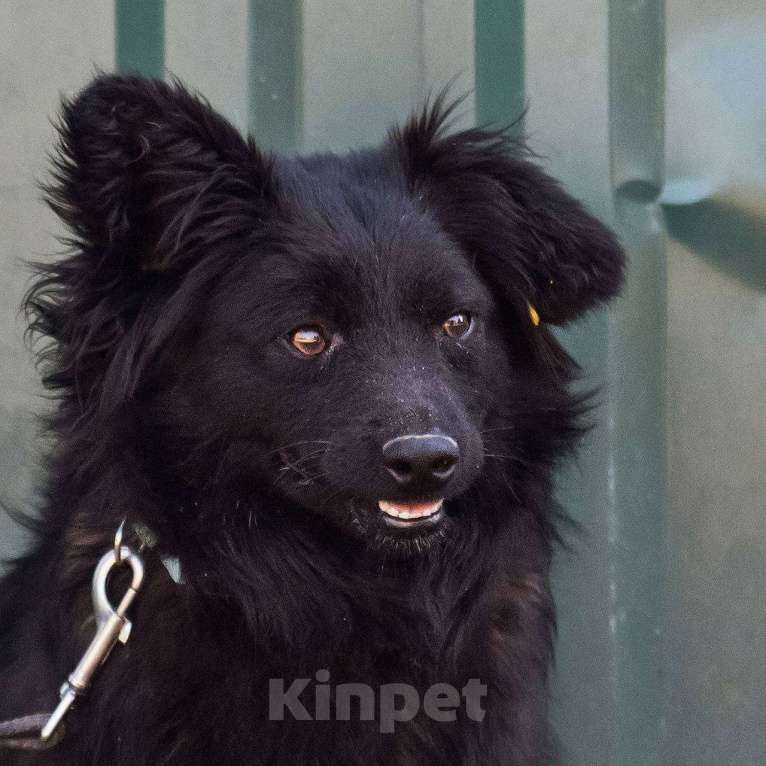 Собаки в других городах Московской области: Малыш Симба в дар Мальчик, Бесплатно - фото 8