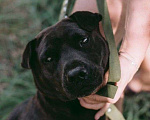 Собаки в Москве: Небольшая собака Нора, метис шарпея, в добрые руки Девочка, Бесплатно - фото 1