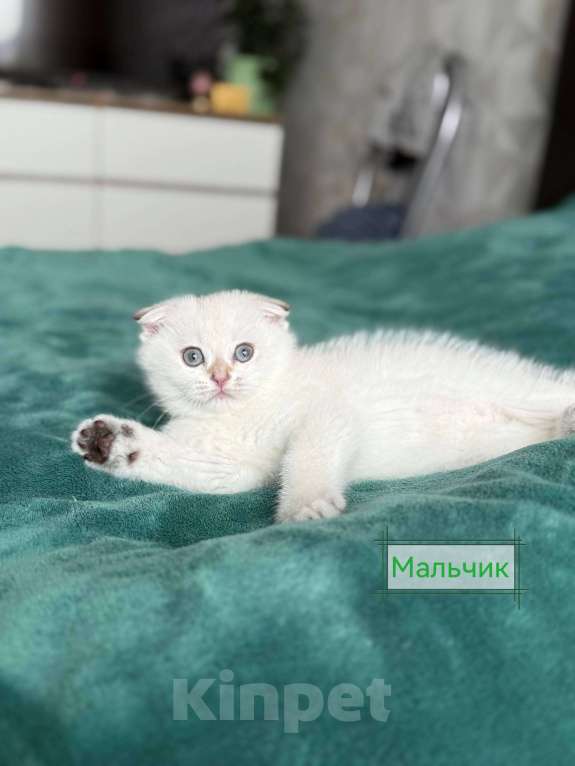 Кошки в Уфе: Умка Мальчик, 6 000 руб. - фото 1