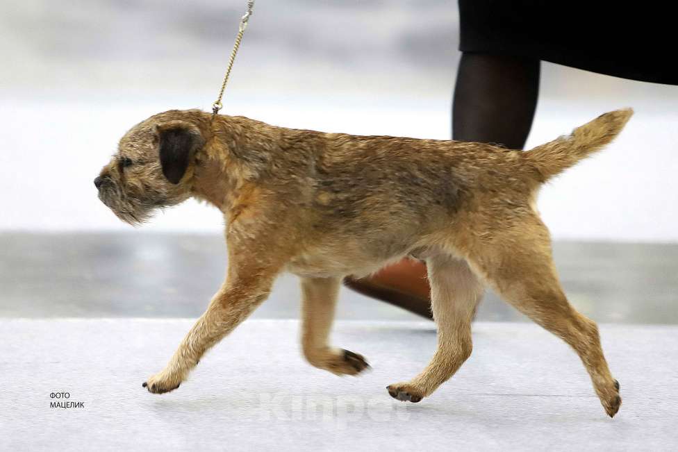 Собаки в Москве: В спортивно активные руки щенок Бордер терьера Мальчик, 60 000 руб. - фото 3