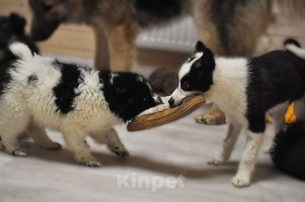 Собаки в Лосином-Петровском: Сандра,якутенок ппбж Девочка, Бесплатно - фото 5